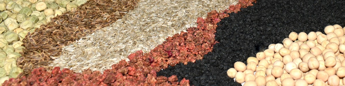 augalų sėklos daržovių sėklos gėlių sėklos